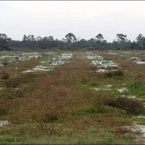 thumbnail for publication: Crop Considerations for Citrus Lands